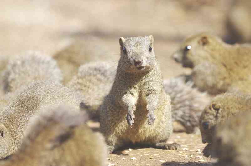 ガルちゃんで画像(サイト)を貼り付ける方法＆練習Part3