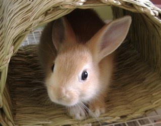 ガルちゃんで画像(サイト)を貼り付ける方法＆練習Part3