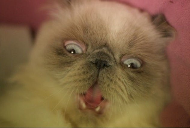 ガルちゃんで画像(サイト)を貼り付ける方法＆練習Part3