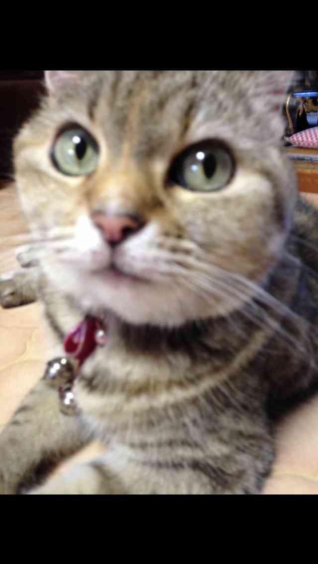 ガルちゃんで画像(サイト)を貼り付ける方法＆練習Part3