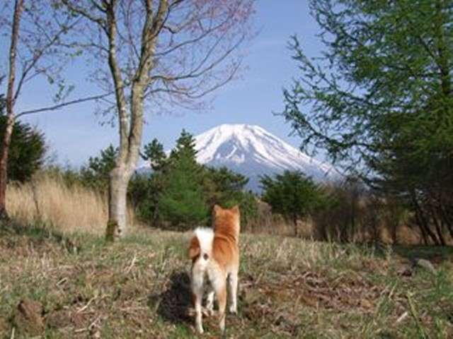 ガルちゃんで画像(サイト)を貼り付ける方法＆練習Part3