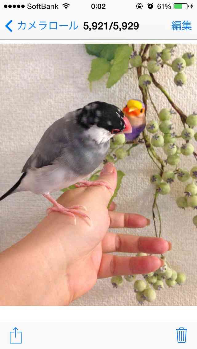 ガルちゃんで画像(サイト)を貼り付ける方法＆練習Part3