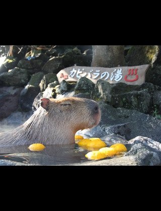 ガルちゃんで画像(サイト)を貼り付ける方法＆練習Part3