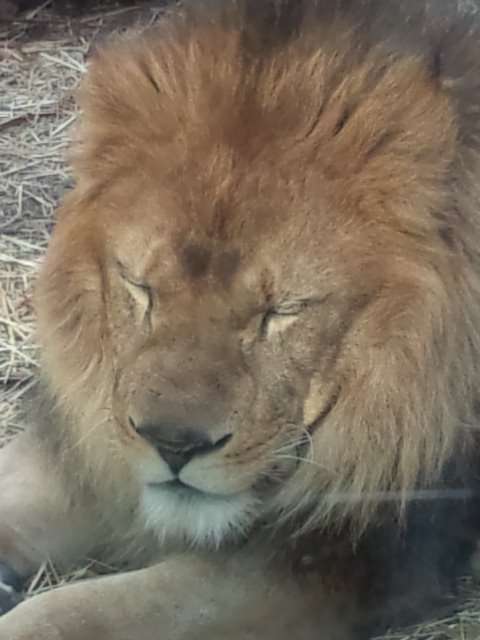 ガルちゃんで画像(サイト)を貼り付ける方法＆練習Part3