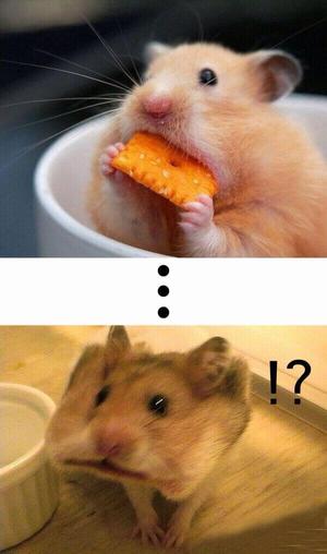 ガルちゃんで画像(サイト)を貼り付ける方法＆練習Part3