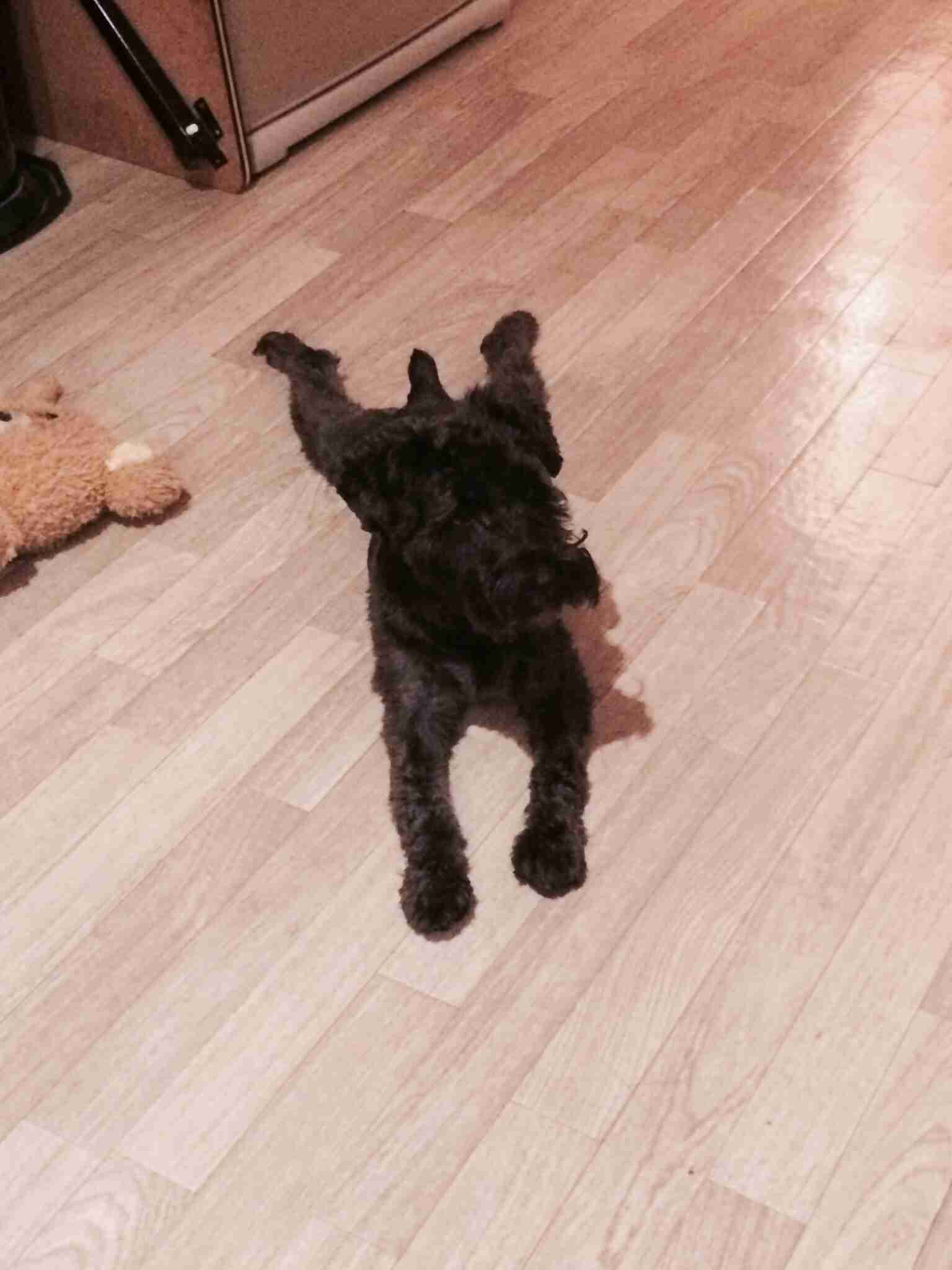 ガルちゃんで画像(サイト)を貼り付ける方法＆練習Part3