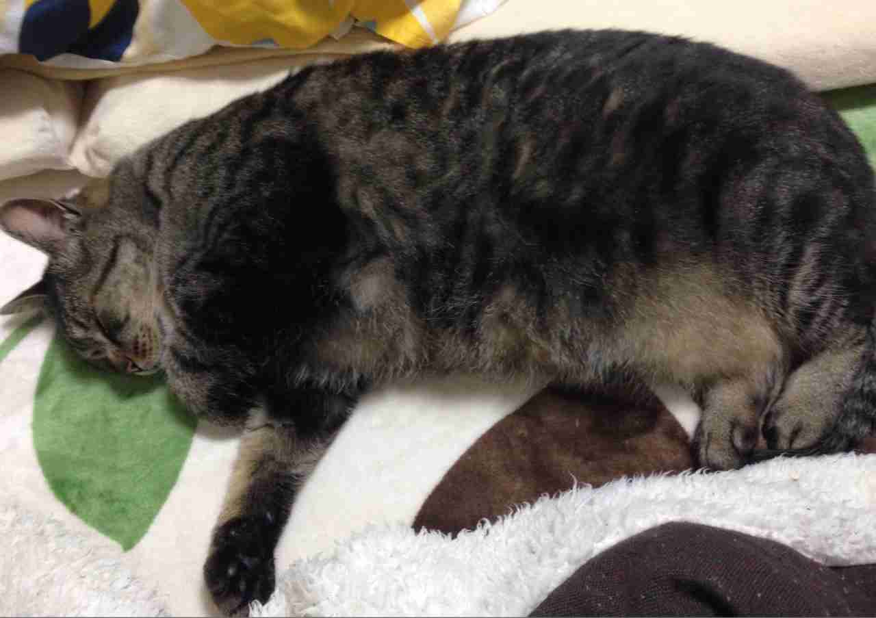 ガルちゃんで画像(サイト)を貼り付ける方法＆練習Part3