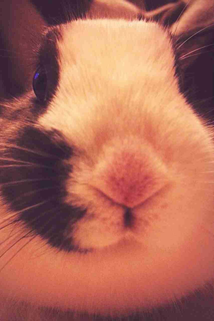 ガルちゃんで画像(サイト)を貼り付ける方法＆練習Part3