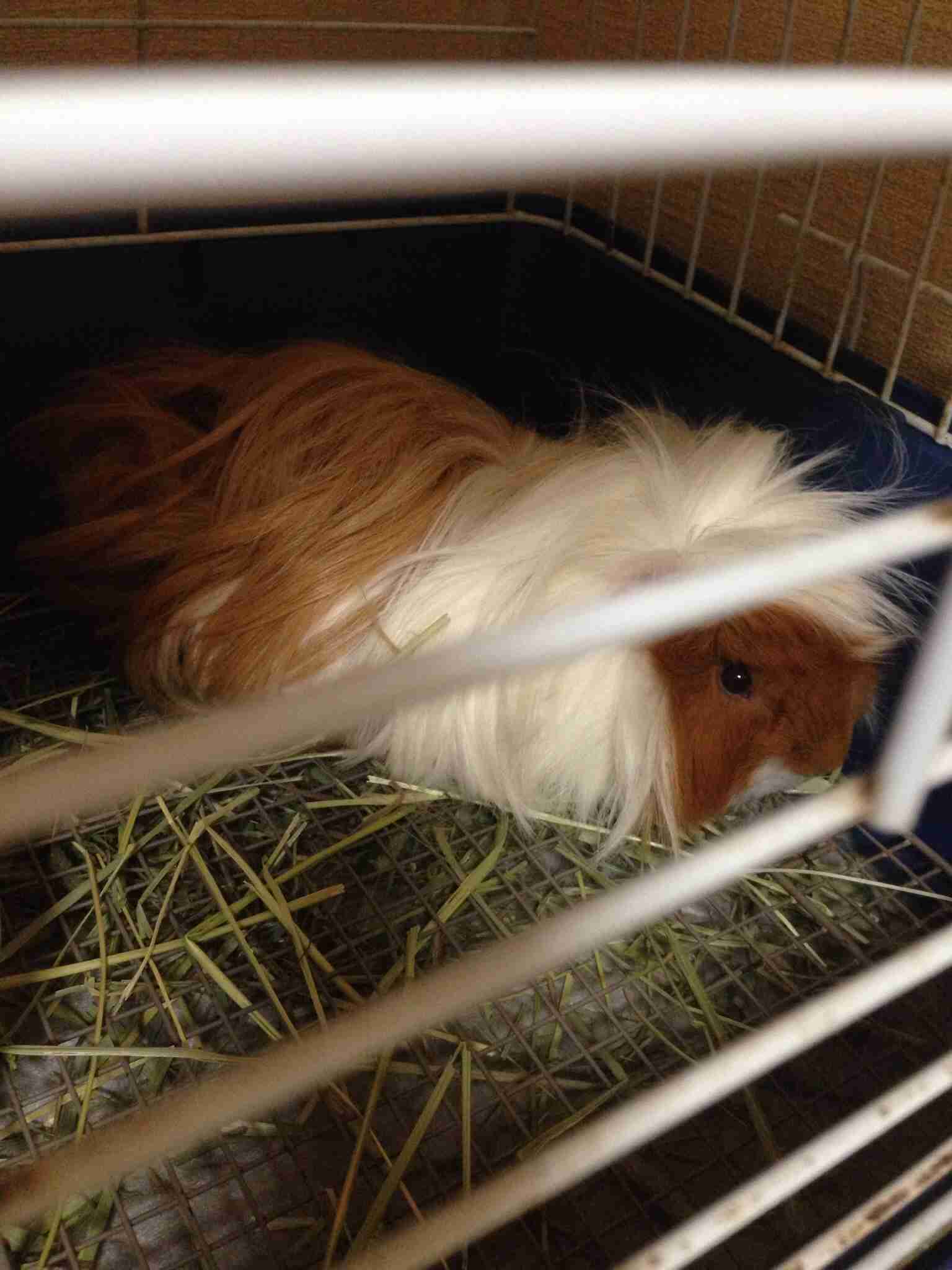 ガルちゃんで画像(サイト)を貼り付ける方法＆練習Part3