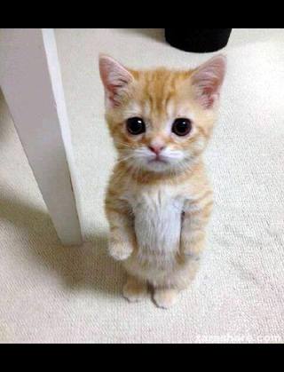 ガルちゃんで画像(サイト)を貼り付ける方法＆練習Part3