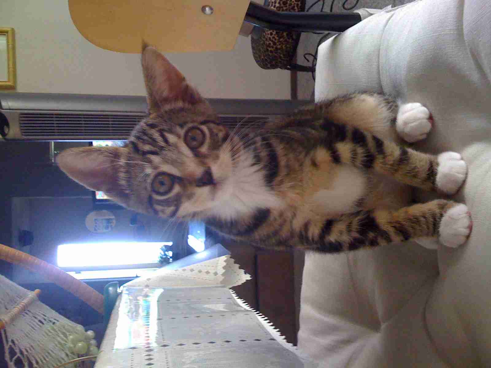 ガルちゃんで画像(サイト)を貼り付ける方法＆練習Part3