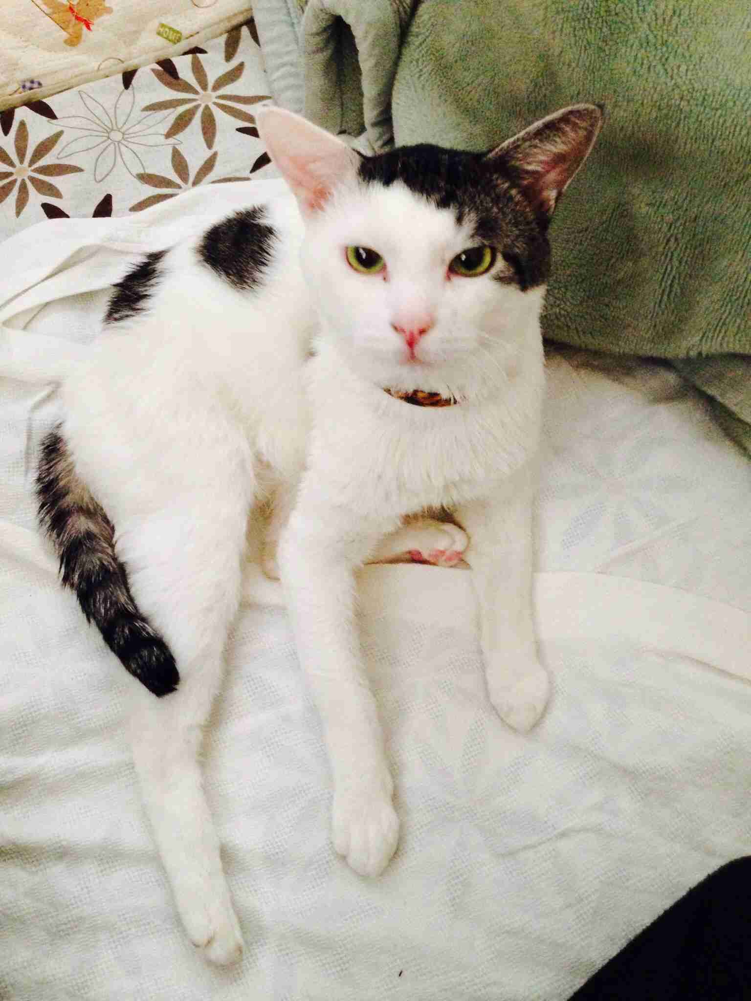 ガルちゃんで画像(サイト)を貼り付ける方法＆練習Part3