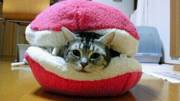 ガルちゃんで画像(サイト)を貼り付ける方法＆練習Part3