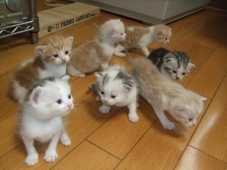 ガルちゃんで画像(サイト)を貼り付ける方法＆練習Part3