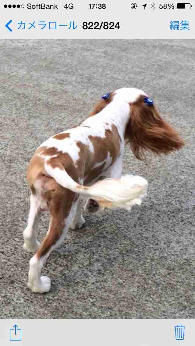 ガルちゃんで画像(サイト)を貼り付ける方法＆練習Part3