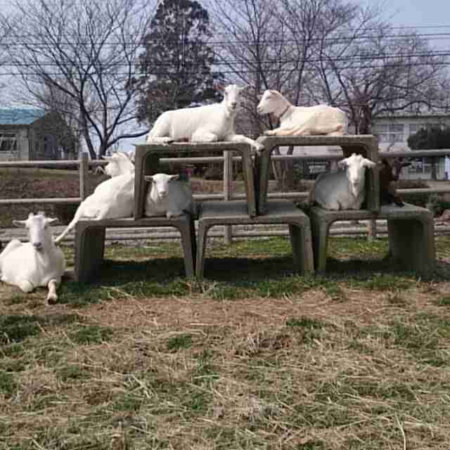 ガルちゃんで画像(サイト)を貼り付ける方法＆練習Part3