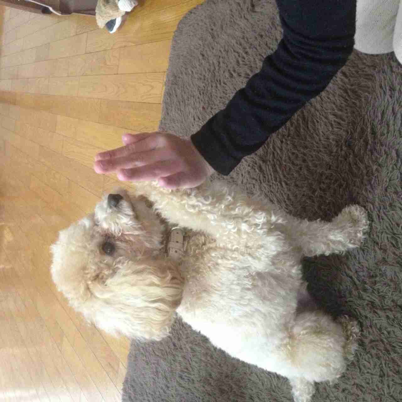 ガルちゃんで画像(サイト)を貼り付ける方法＆練習Part3