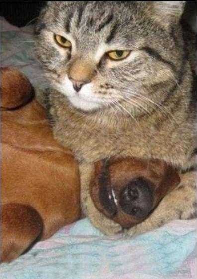 ガルちゃんで画像(サイト)を貼り付ける方法＆練習Part3