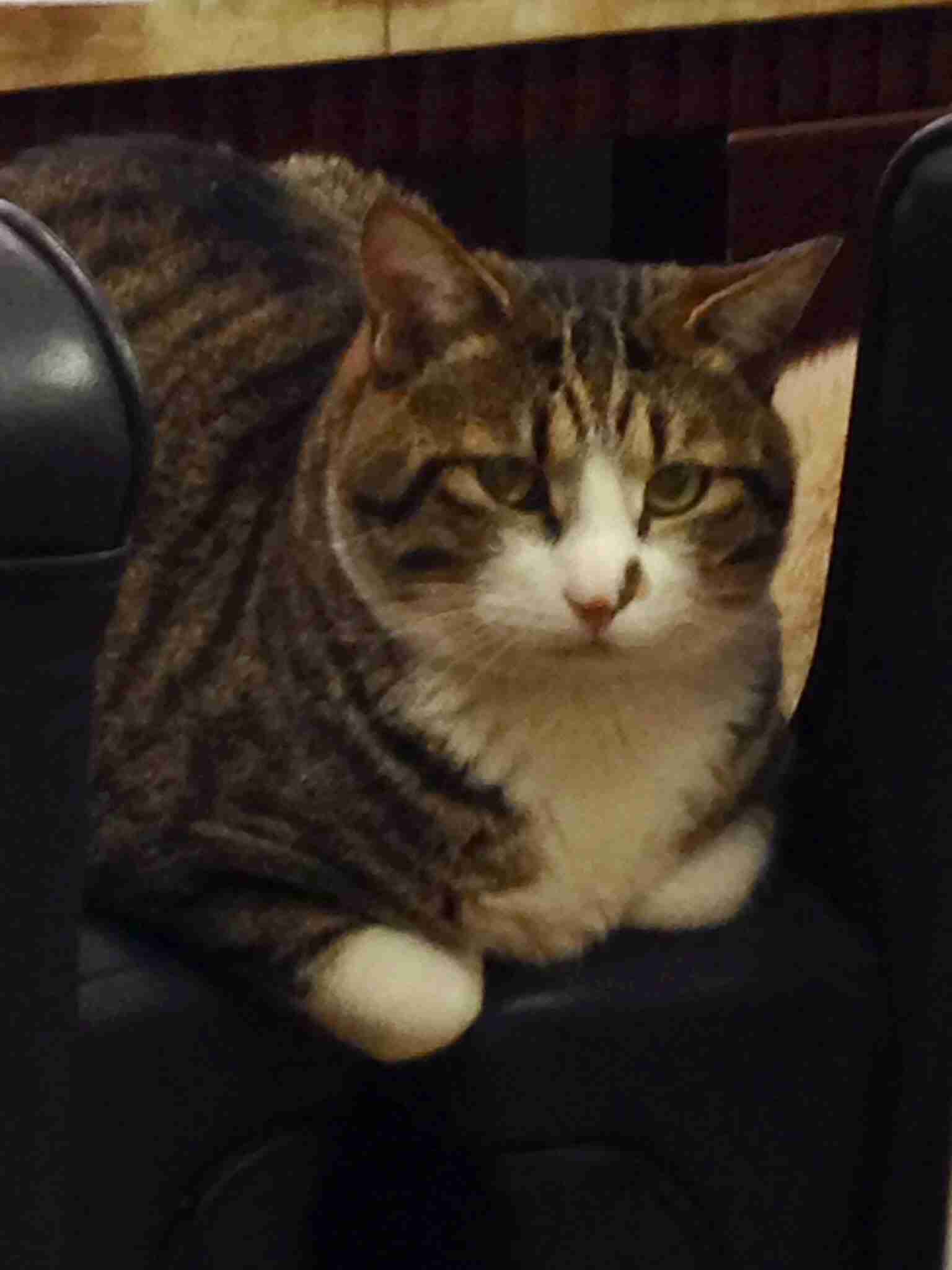 ガルちゃんで画像(サイト)を貼り付ける方法＆練習Part3