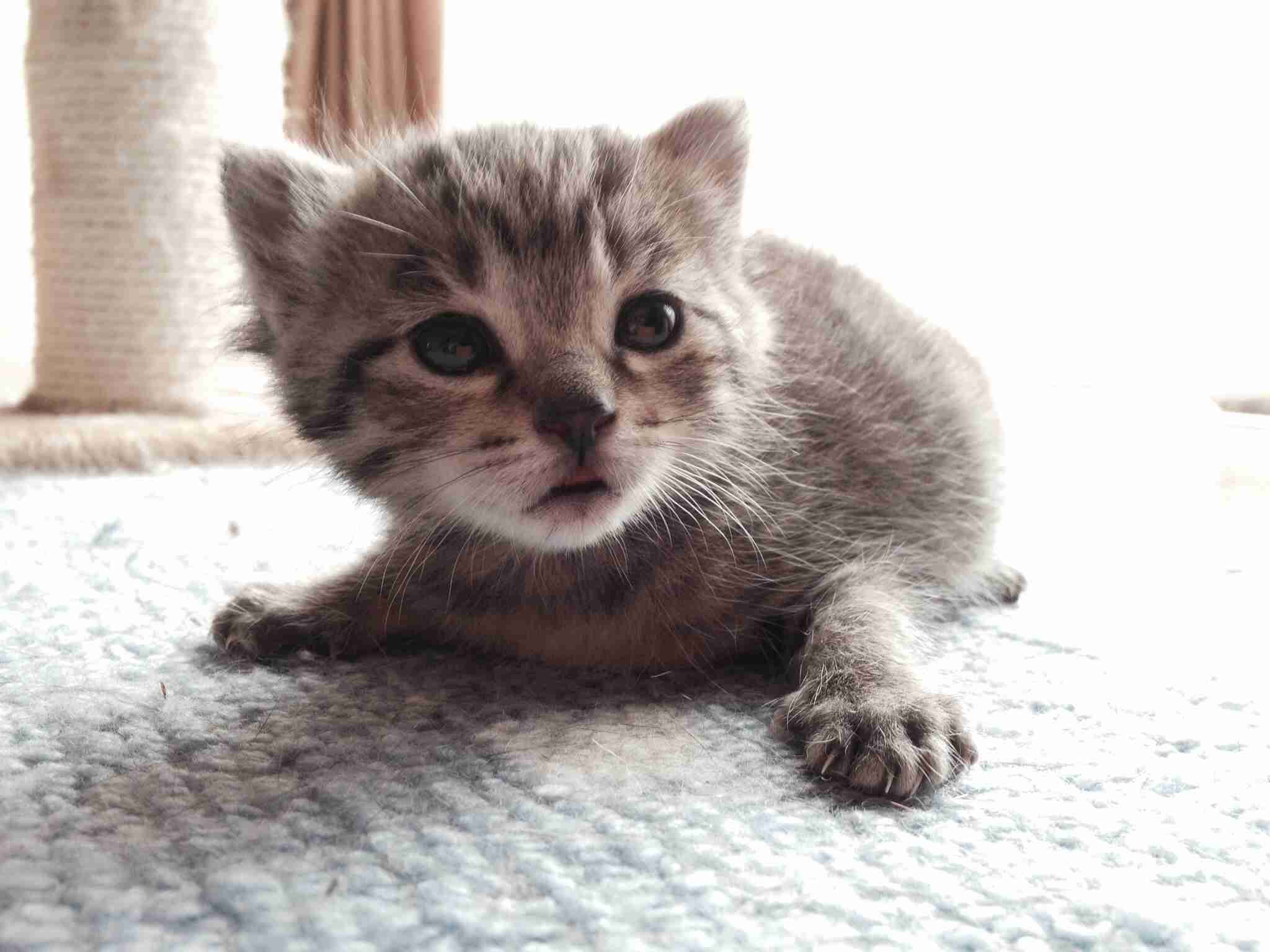 ガルちゃんで画像(サイト)を貼り付ける方法＆練習Part3