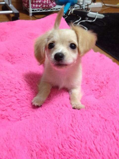 ガルちゃんで画像(サイト)を貼り付ける方法＆練習Part3