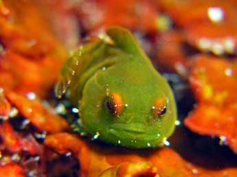 ガルちゃんで画像(サイト)を貼り付ける方法＆練習Part3