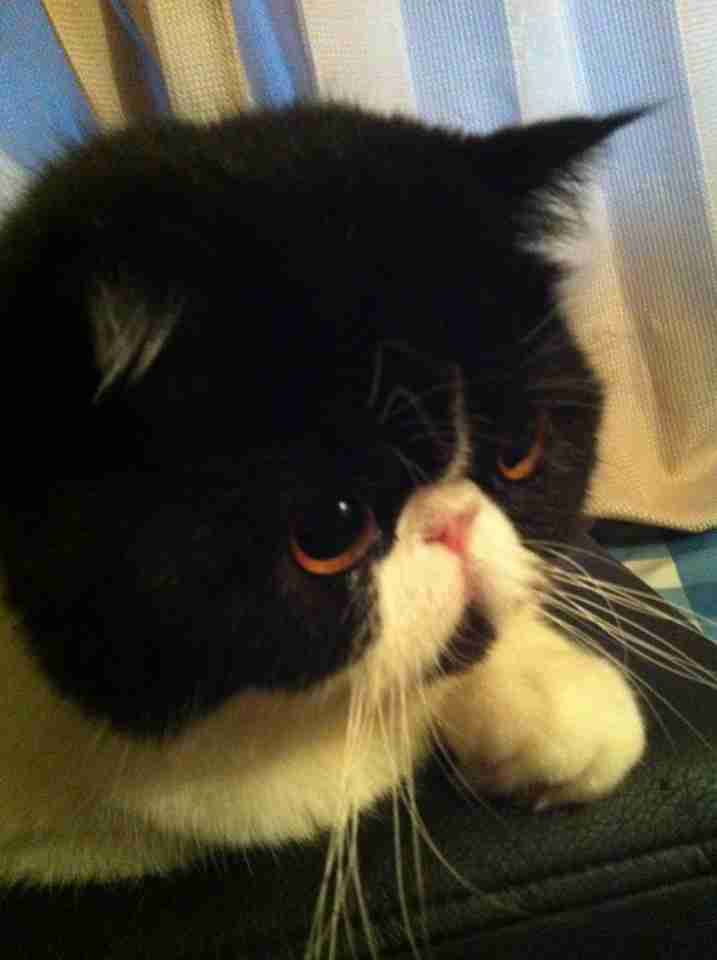 ガルちゃんで画像(サイト)を貼り付ける方法＆練習Part3