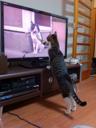 動物たちに癒やしてもらうトピック