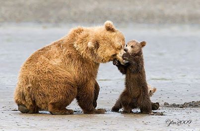 動物たちに癒やしてもらうトピック