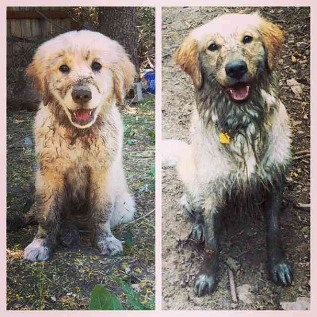動物たちに癒やしてもらうトピック