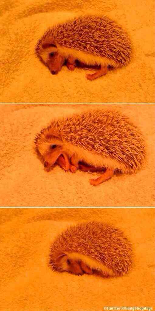 動物たちに癒やしてもらうトピック