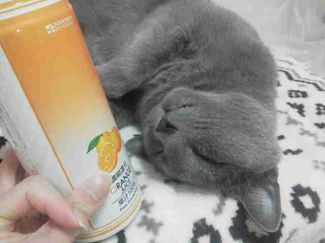 動物たちに癒やしてもらうトピック