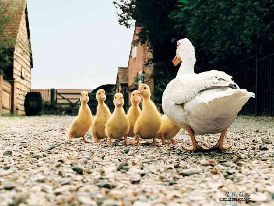 動物たちに癒やしてもらうトピック