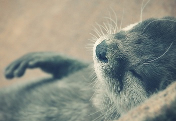 動物たちに癒やしてもらうトピック