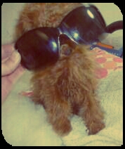 動物たちに癒やしてもらうトピック