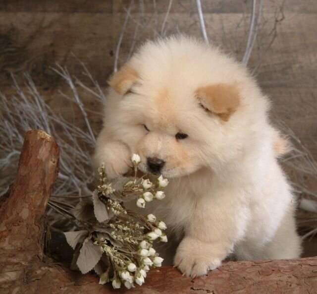 動物たちに癒やしてもらうトピック