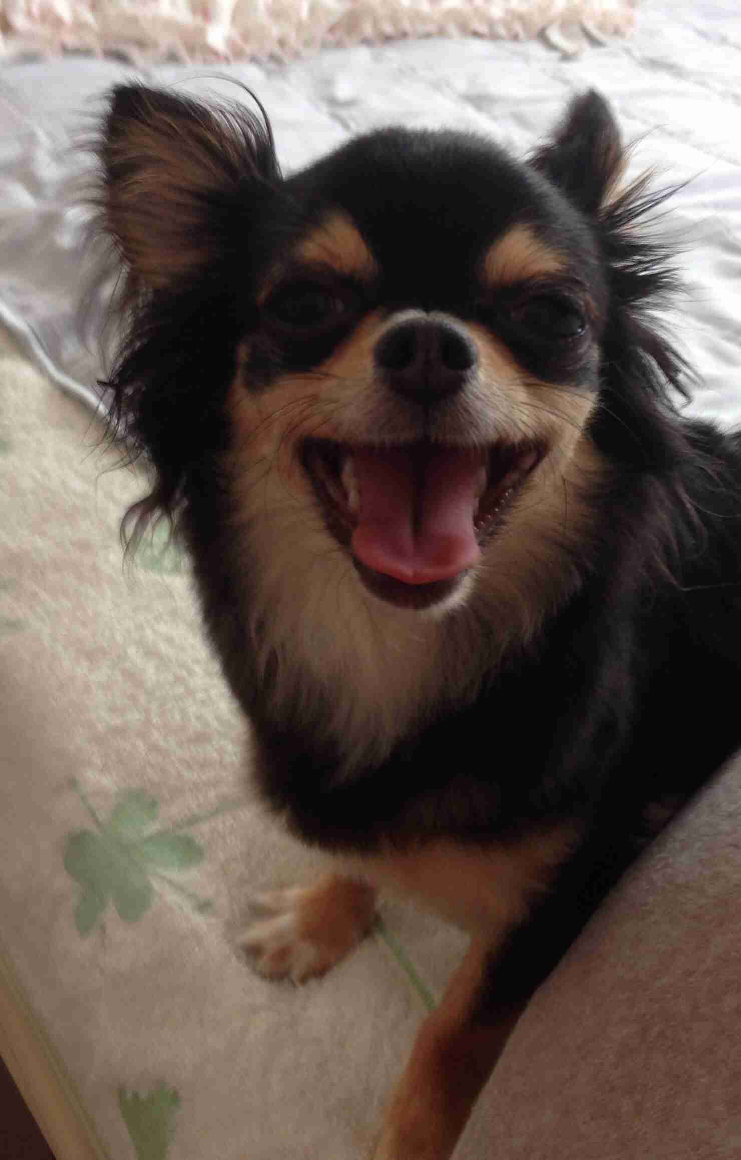 動物たちに癒やしてもらうトピック