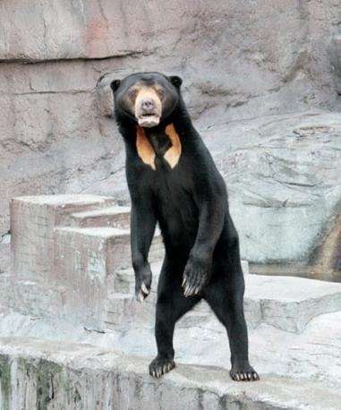 動物たちに癒やしてもらうトピック