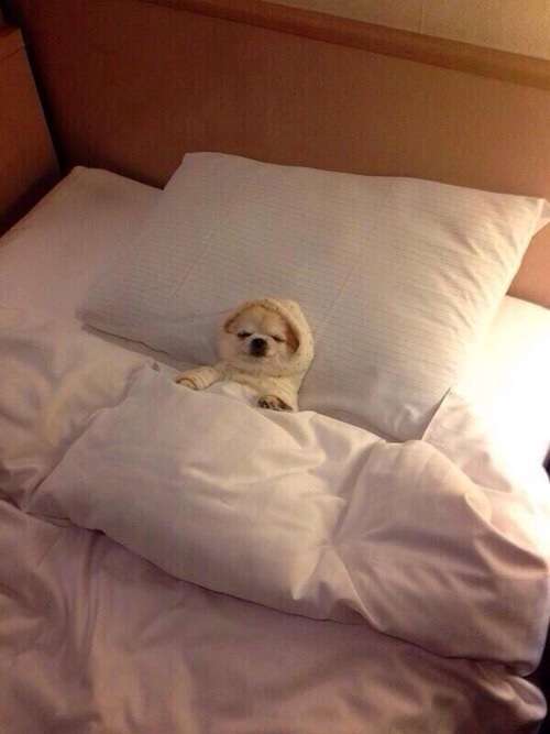 動物たちに癒やしてもらうトピック