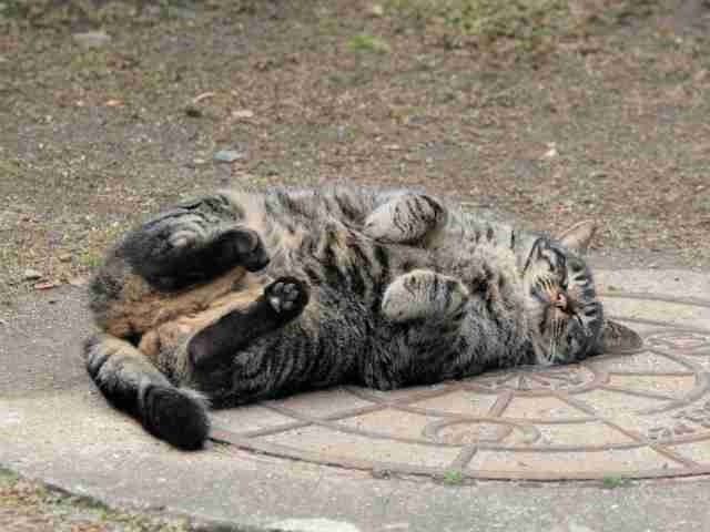 動物たちに癒やしてもらうトピック