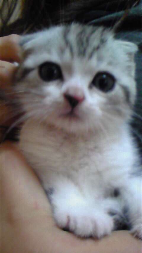 動物たちに癒やしてもらうトピック