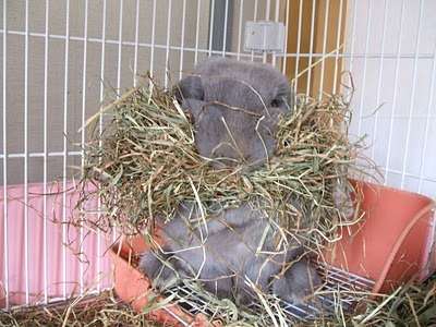 動物たちに癒やしてもらうトピック