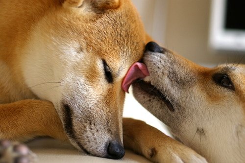 動物たちに癒やしてもらうトピック