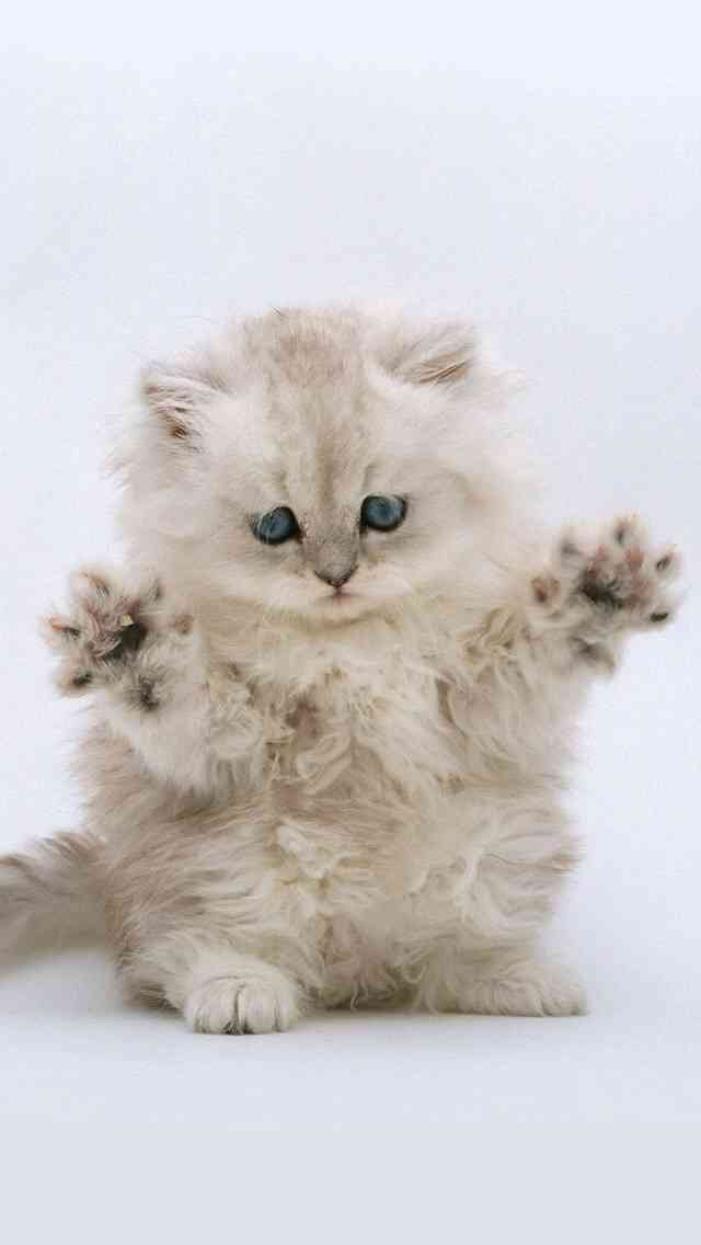 動物たちに癒やしてもらうトピック