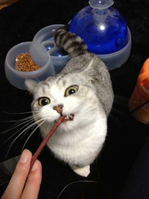 動物たちに癒やしてもらうトピック