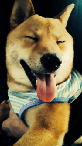 動物たちに癒やしてもらうトピック