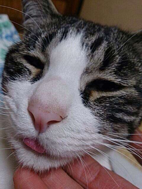 動物たちに癒やしてもらうトピック