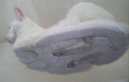 動物たちに癒やしてもらうトピック