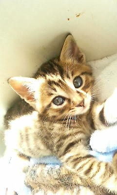 動物たちに癒やしてもらうトピック