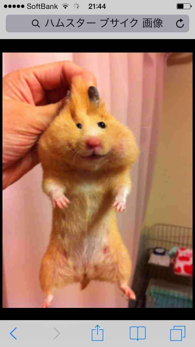 動物たちに癒やしてもらうトピック